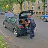 Spürhund durchsucht Auto
