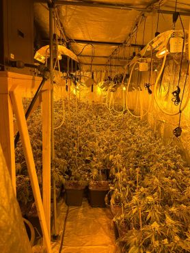 Cannabisplantage