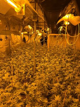 Cannabisplantage