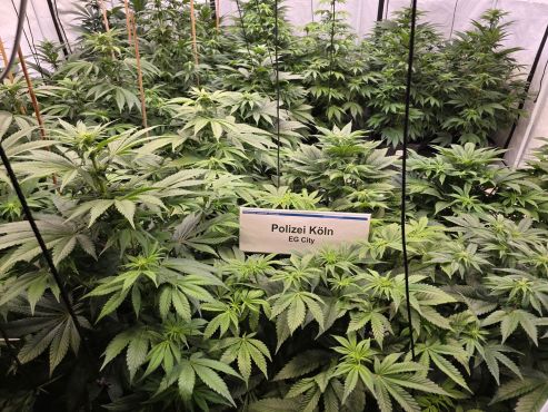 Cannabis-Plantage