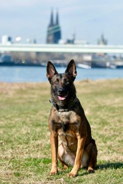 Diensthund "Ciri" - belgischer Schäferhund